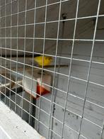 Kanarie man, Mannelijk, Kleurkanarie