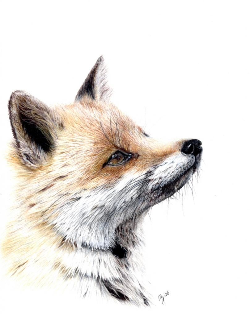 Origineel potlood tekening - Vos 18x24, Antiek en Kunst, Kunst | Schilderijen | Modern, Ophalen of Verzenden