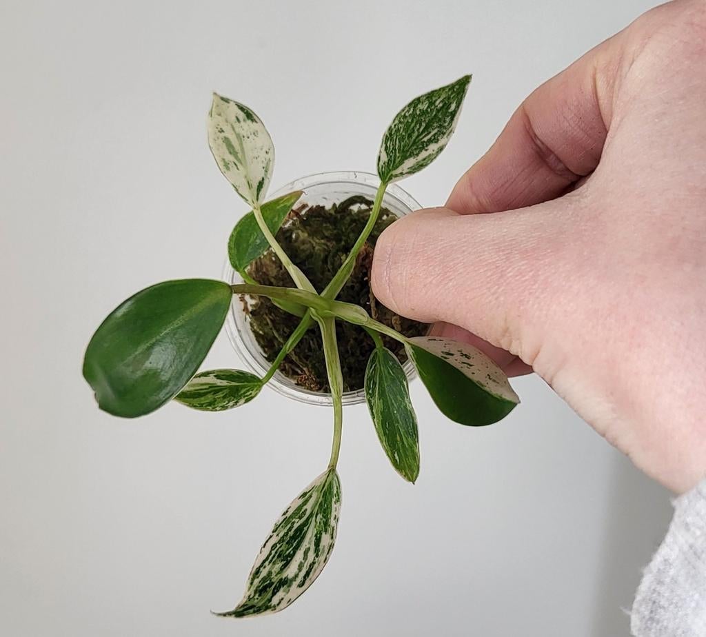 Philodendron emerald ice, Huis en Inrichting, Kamerplanten, Ophalen of Verzenden, Halfschaduw, Minder dan 100 cm