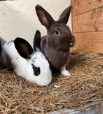 Gecastreerde rammetjes, Dieren en Toebehoren, Konijnen, Mannelijk