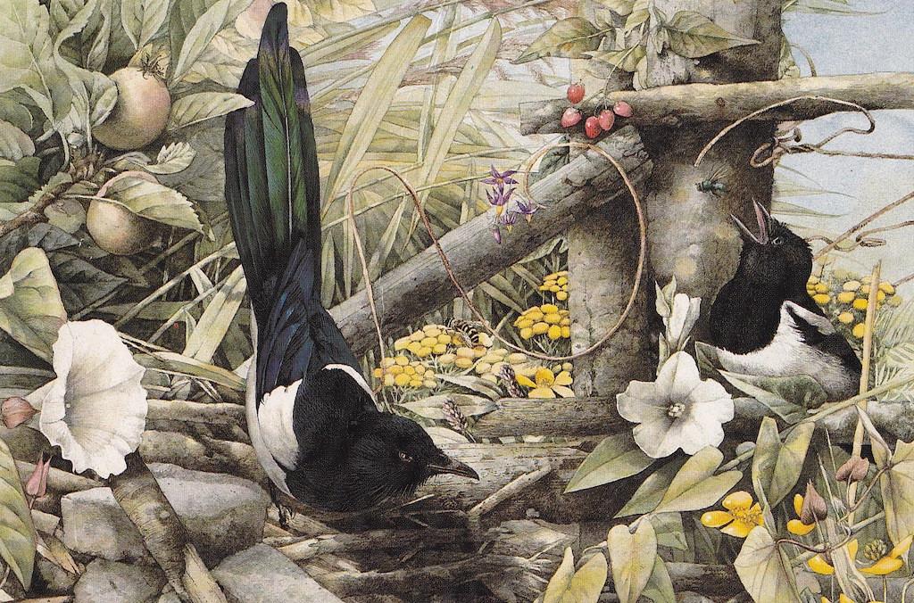 Eksters Marjolein Bastin, Verzenden, 1980 tot heden, Gelopen, Natuur