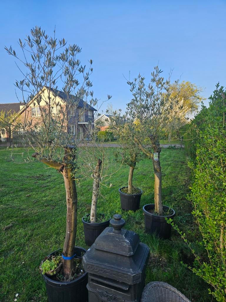 4 mooie grote olijfbomen, Verzenden