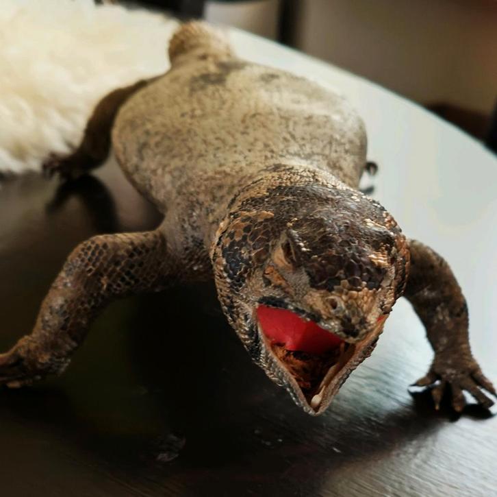 Antieke opgezette hagedis - Bijzondere taxidermie, Verzamelen, Dierenverzamelingen, Gebruikt, Ophalen of Verzenden