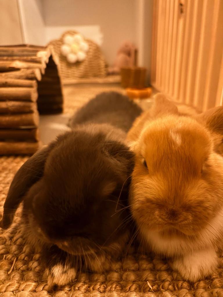 Gereserveerd: Twee mini lob / dwerg konijnen, Dieren en Toebehoren, Konijnen, Dwerg, Meerdere dieren, 0 tot 2 jaar, Hangoor