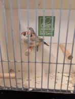 Zebravink pop bruin wang bruin, Dieren en Toebehoren, Vogels | Overige Vogels, Vrouwelijk