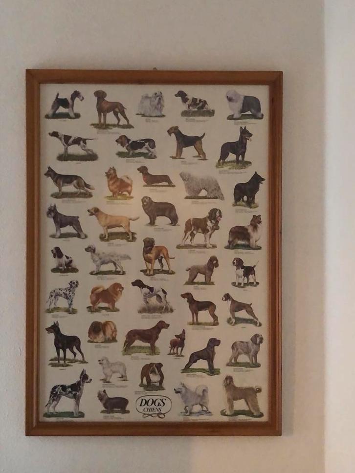 Ingelijste poster met hondenrassen, Huis en Inrichting, Woonaccessoires | Schilderijen, Tekeningen en Foto's, Zo goed als nieuw