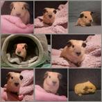 Crème california zwart cavia beertje, Cavia, Februari, Mannelijk, Tam