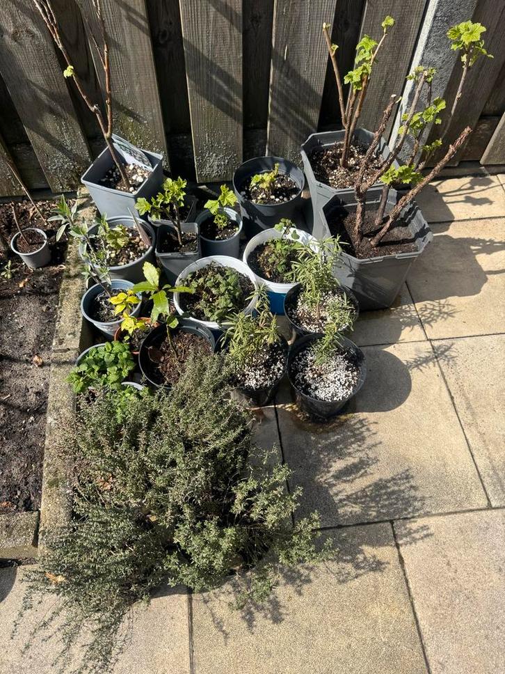 Diverse kruidenbomen en besvruchten, Tuin en Terras, Planten | Tuinplanten, Vaste plant, Kruiden, Volle zon, Lente, Ophalen of Verzenden