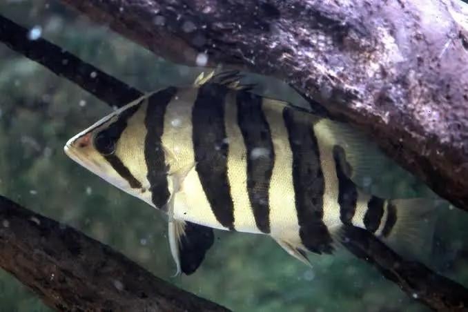 datnioides polata (tijgerbaars te koop), Dieren en Toebehoren