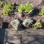 Vaste planten, Tuin en Terras, Planten | Tuinplanten, Ophalen, Overige soorten, Volle zon