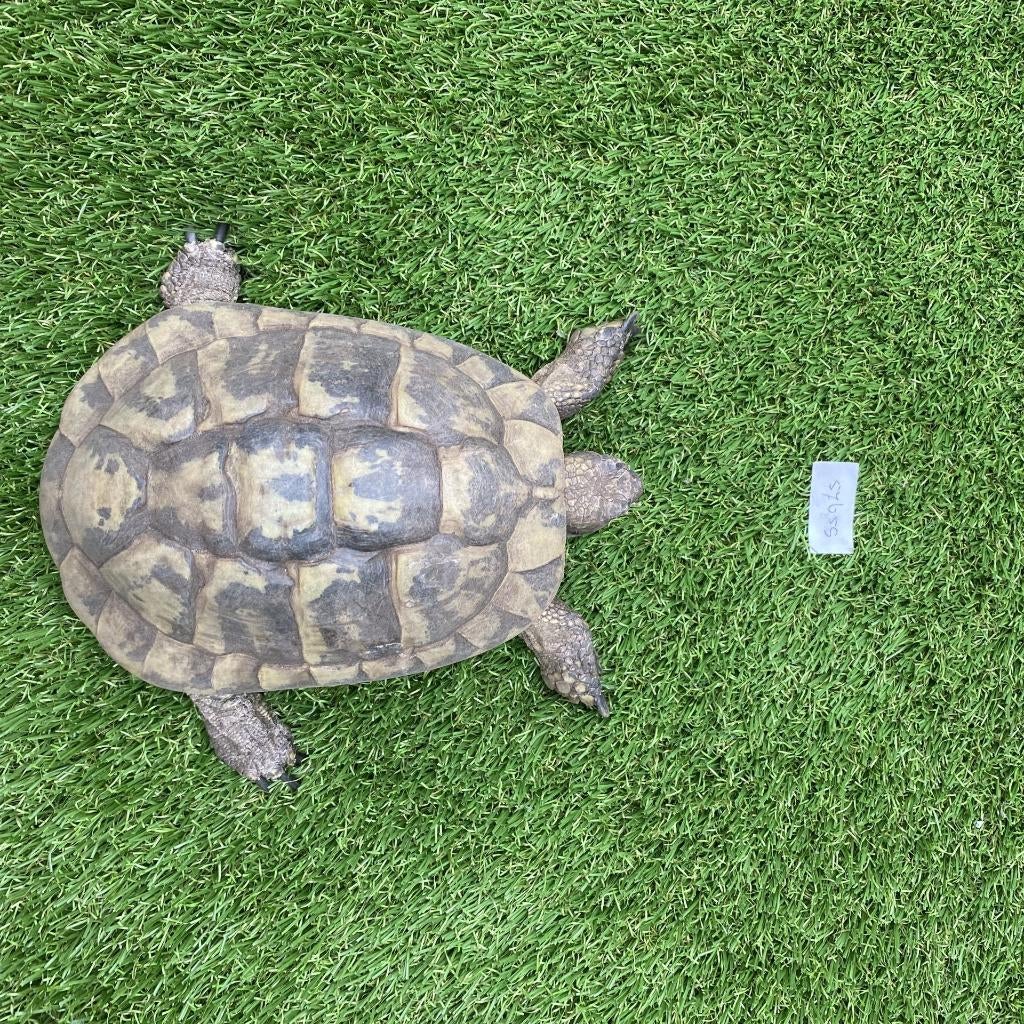 Volwassen Griekse landschildpad van 1993 Tortoise - unknown for sale from marktplein