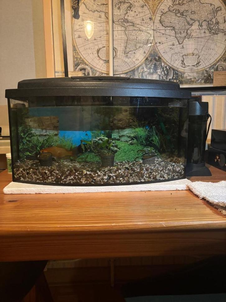 Aquarium met vissen, Dieren en Toebehoren, Vissen | Aquaria en Toebehoren, Gebruikt, Gevuld zoetwateraquarium, Ophalen