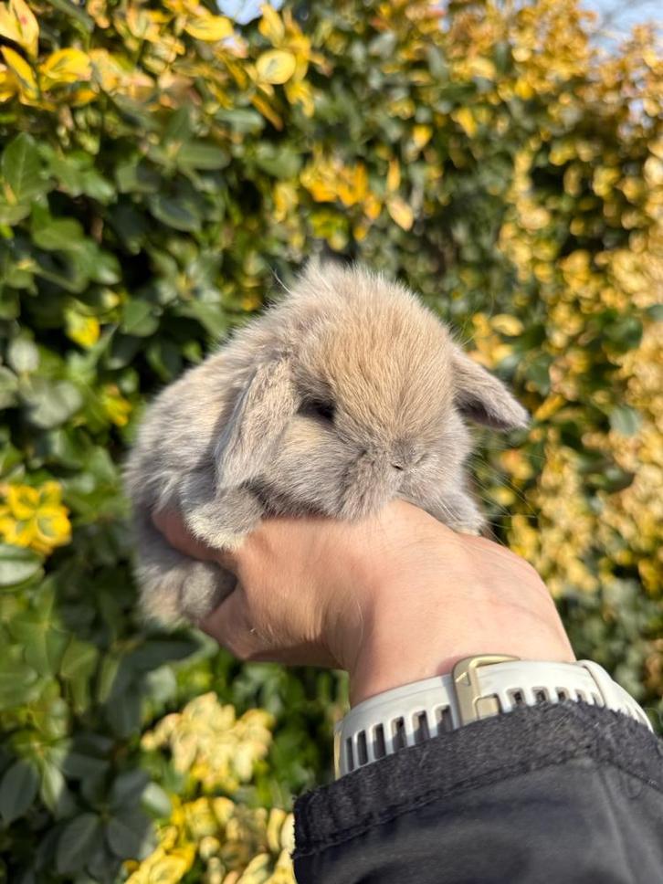 Prachtige minilop konijntjes, Dieren en Toebehoren, Konijnen, Dwerg, Meerdere dieren