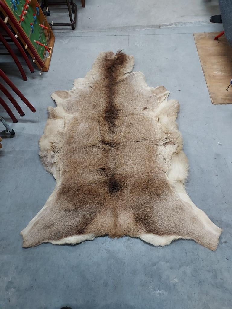 Mooie vintage taxidermie gems bok vloerkleed wanddecoratie, Ophalen, Gebruikt, Opgezet dier