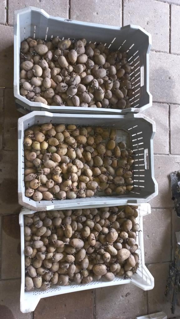 Pootgoed Frieslanders en Biltstar aardappelen, Ophalen