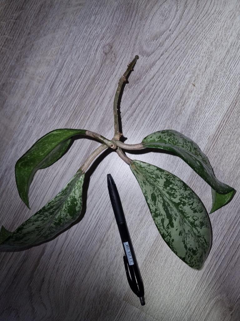 Hoya pubicalyx supersplash, Huis en Inrichting, Kamerplanten, Ophalen of Verzenden, Halfschaduw, Minder dan 100 cm