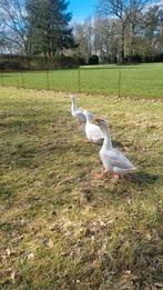 3 schitterende hagelwitte Ganzen van pas 9 maanden jong!, Dieren en Toebehoren, Pluimvee, Meerdere dieren, Gans of Zwaan
