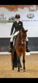 Prachtig modern dressuurpaard  ruin 2020, Dieren en Toebehoren, Paarden, Ruin, Dressuurpaard