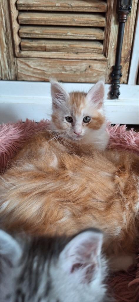 *** Maine coon katertjes ***  red silvertabby nog 1, Dieren en Toebehoren, Katten en Kittens | Raskatten | Langhaar, Kater, Met stamboom