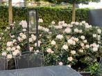 Rhododendron, Vaste plant, Halfschaduw, Lente, Ophalen