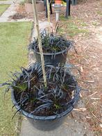 Hibiscus en zwart gras in emmer van 10 liter 10€ voor 2stuks, Ophalen, Overige soorten, Volle zon