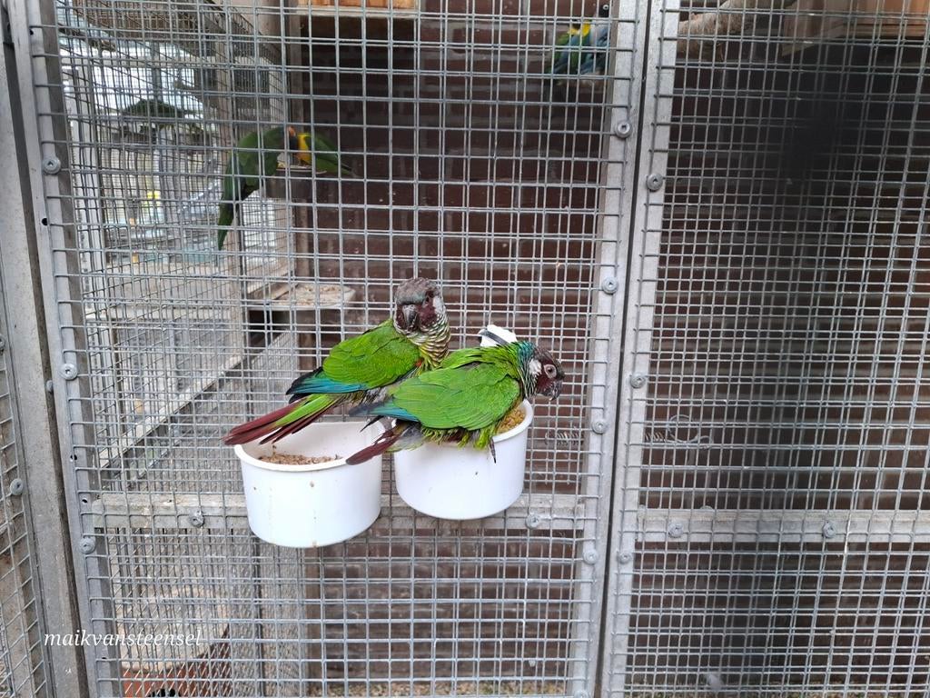 Te koop kweekkoppel pyrrhura leucotis, Dieren en Toebehoren, Vogels | Parkieten en Papegaaien, Meerdere dieren, Parkiet, Geringd