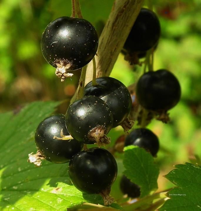 Bessen, zwarte bes, rode bes, witte bes struiken, Tuin en Terras, Planten | Fruitbomen, Minder dan 100 cm, Lente, Overige soorten