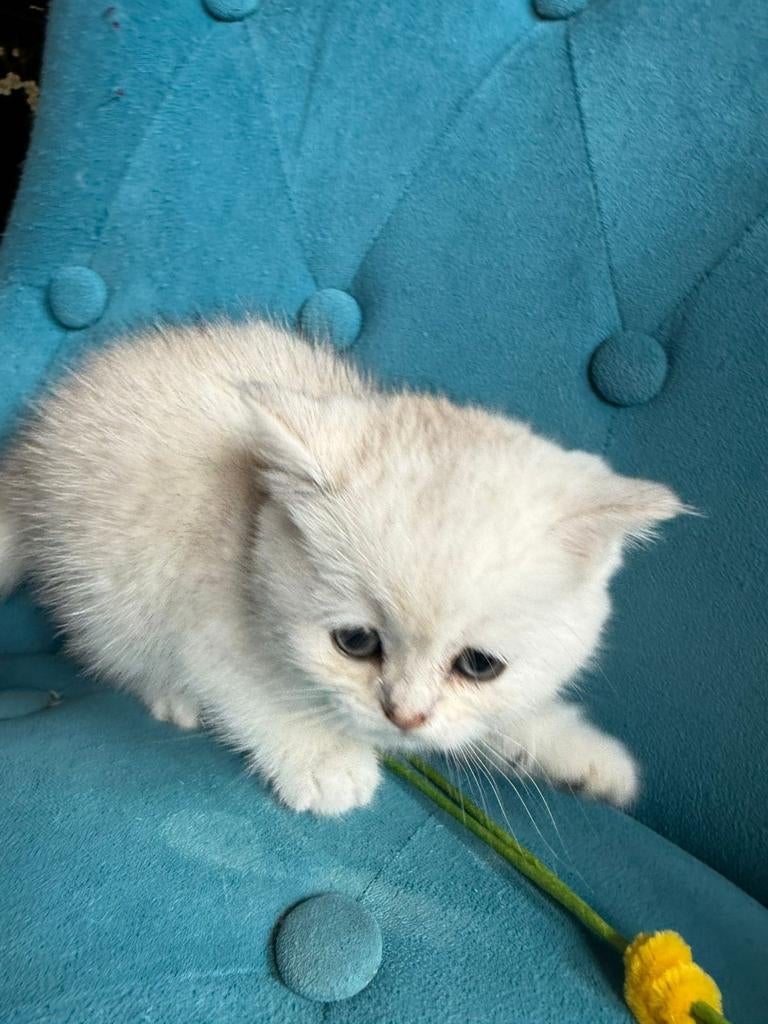 Kittens British korthaar, Meerdere dieren, Met stamboom, 0 tot 2 jaar