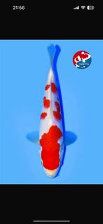 Kohaku, Karper of Koi