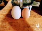 eendeneieren., Diversen, Levensmiddelen, Ophalen of Verzenden