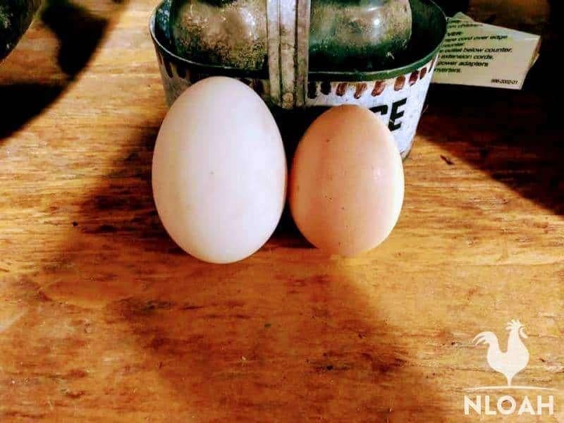 eendeneieren., Diversen, Levensmiddelen, Ophalen of Verzenden