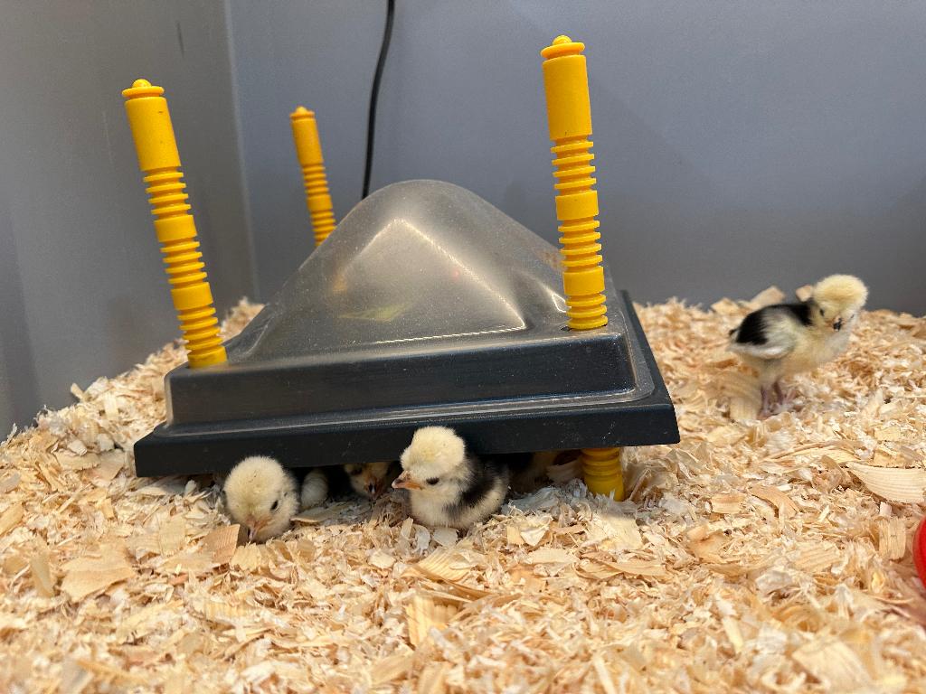 Hollandse Kuifhoen kriel kuikens gesekst en ingeënt, Dieren en Toebehoren, Pluimvee, Meerdere dieren, Kip