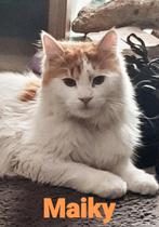 Gecastreerde langharige Turkse Van, kater, Kater, Ontwormd