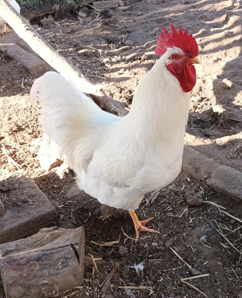 Witte Barnevelder, Mannelijk, Kip