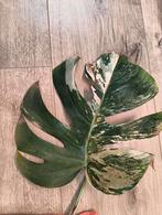 Monstera albo variegata, Huis en Inrichting, Kamerplanten, Overige soorten, Minder dan 100 cm, Groene kamerplant, Halfschaduw