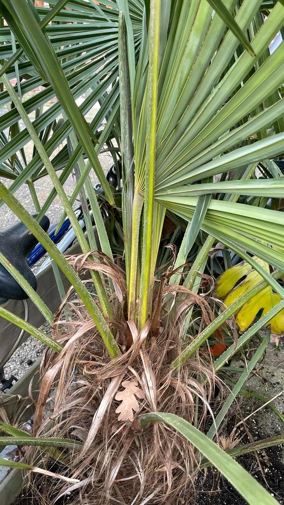 Gratis palm, zelf uitgraven, Tuin en Terras, Planten | Tuinplanten, Vaste plant, Overige soorten, Volle zon, Bloeit niet, Ophalen