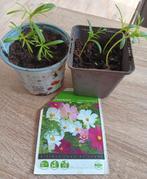 Cosmos stekjes, Ophalen, Eenjarig, Overige soorten, Volle zon