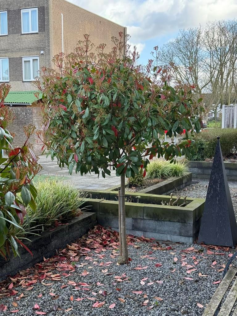 2x Photinia Red Robin boom. Glansmispel, Tuin en Terras, Volle zon, Vaste plant, Lente, Ophalen