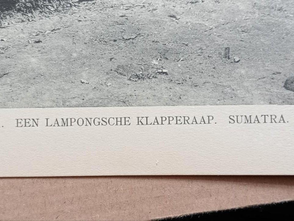 Foto gravure Nederlands Indië Sumatra 1910, Ophalen of Verzenden