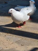 Een witte koppel tekoop, Dieren en Toebehoren, Vogels | Duiven, Mannelijk