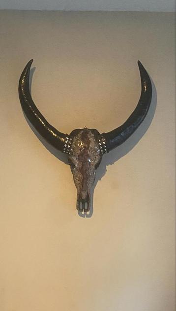 Waterbuffel Schedel Kunst Decoratie Muurdecoratie Antiek Loo beschikbaar voor biedingen
