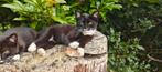 Lieve boerderijkittens, Dieren en Toebehoren, Katten en Kittens | Overige Katten, Kater, Kortharig, 0 tot 2 jaar