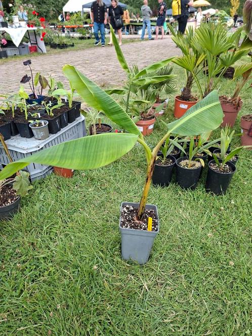 Musa 1000 fingers, Tuin en Terras, Planten | Tuinplanten, Ophalen of Verzenden
