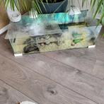 Schildpad met aquarium compleet, Gebruikt, Ophalen of Verzenden, Gevuld zoetwateraquarium