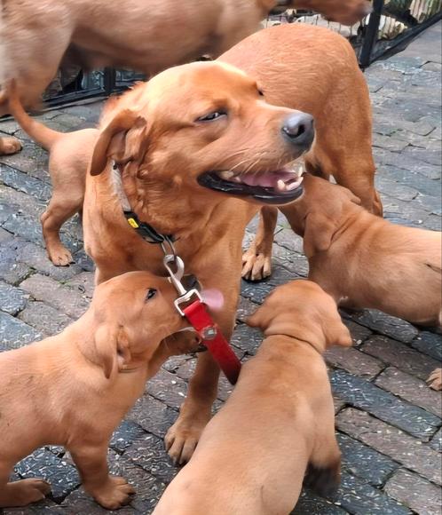 Dekreu Foxred ter dekking aangeboden stamboom NHSB (FSI), Dieren en Toebehoren, Honden | Dekreuen, Reu, Particulier, Eén hond