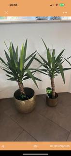 Twee planten, Ophalen, Halfschaduw, Minder dan 100 cm