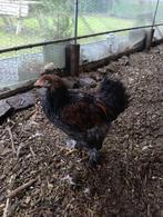 Leuke Brahma haan, Dieren en Toebehoren, Pluimvee, Mannelijk, Kip