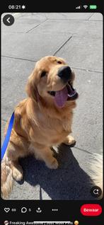 Aangeboden: Oppas golden retriever, Dieren en Toebehoren, Golden retriever, Reu, 8 tot 15 weken, Eén hond