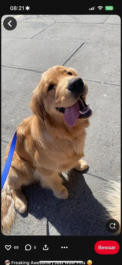 Aangeboden: Oppas golden retriever, Dieren en Toebehoren, Honden | Retrievers, Spaniëls en Waterhonden, Reu, Golden retriever