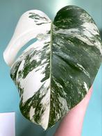 Grote, gewortelde Monstera Albo Variegata stek / wit mint, Huis en Inrichting, Kamerplanten, Ophalen, Overige soorten, Minder dan 100 cm